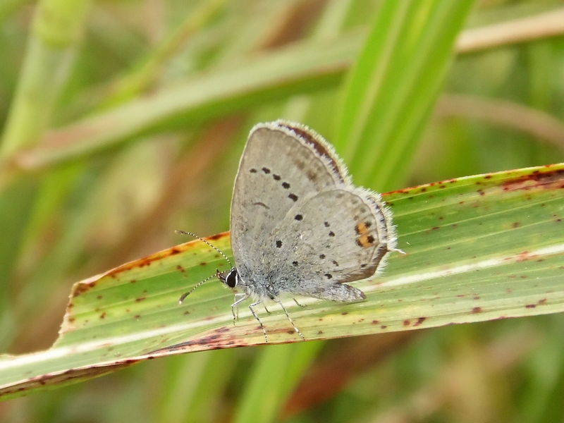 Lepidotteri del Parco del Roccolo da ID